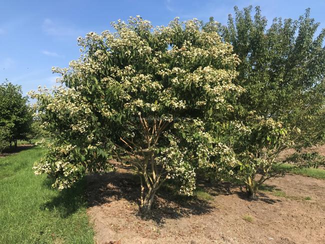 Heptacodium miconioides