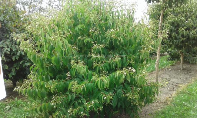 Heptacodium miconioides