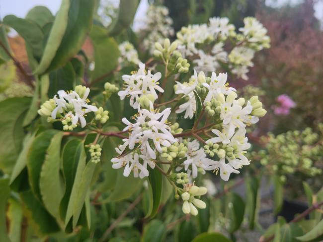 Heptacodium miconioides
