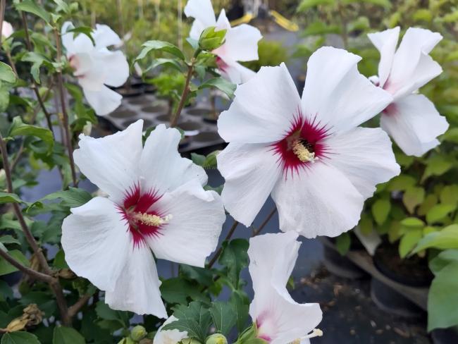Hibiscus syriacus 'Shintaeyang'