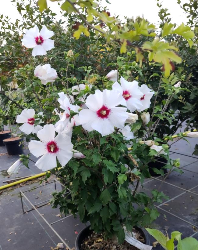 Hibiscus syriacus 'Shintaeyang'