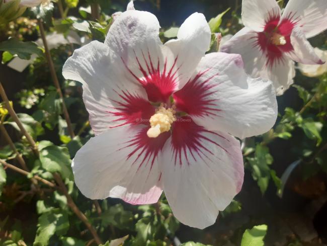 Hibiscus syriacus 'Shintaeyang'