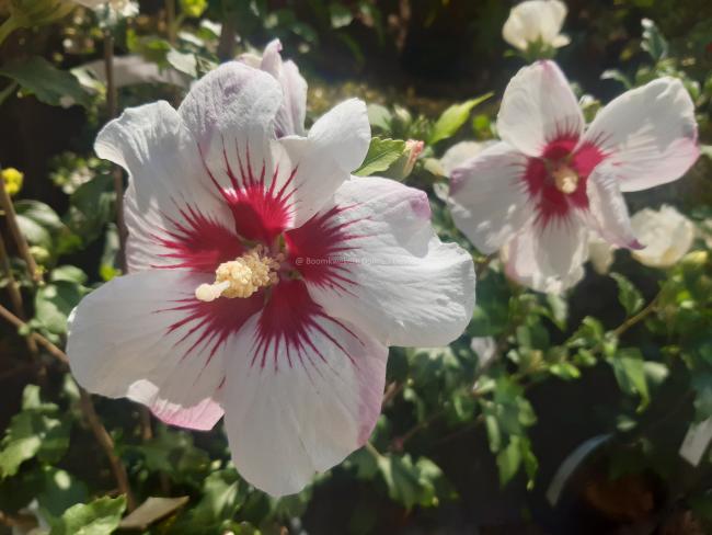 Hibiscus syriacus 'Shintaeyang'