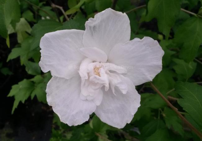 Hibiscus syriacus 'White Chiffon' ®