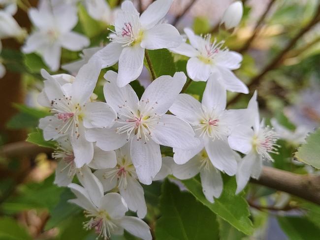 Hoheria sexstylosa 'Stardust'
