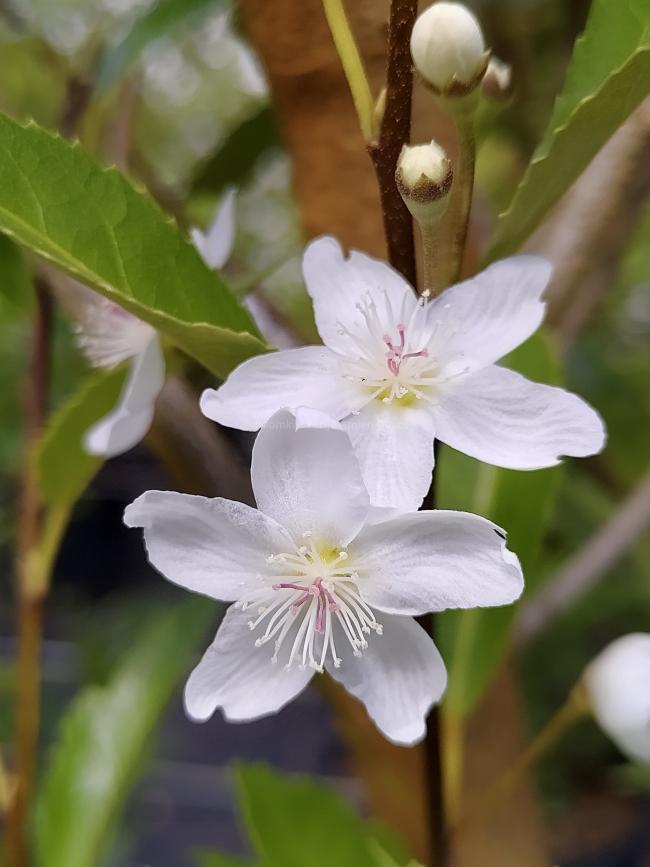 Hoheria sexstylosa 'Stardust'