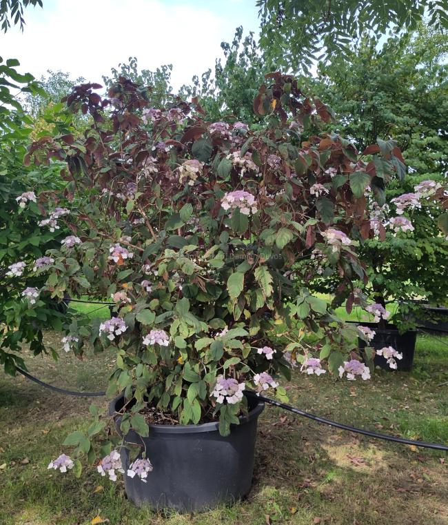 Hydrangea aspera 'Koki seedling'