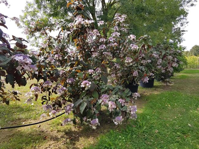 Hydrangea aspera 'Koki seedling'