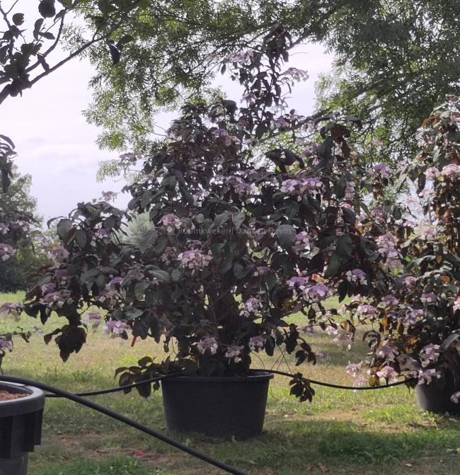 Hydrangea aspera 'Koki seedling'