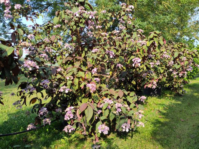 Hydrangea aspera 'Koki seedling'