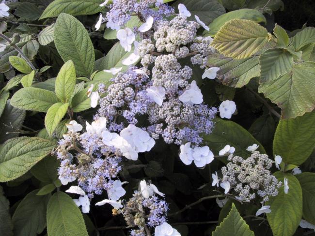 Hydrangea aspera 'Mauvette'