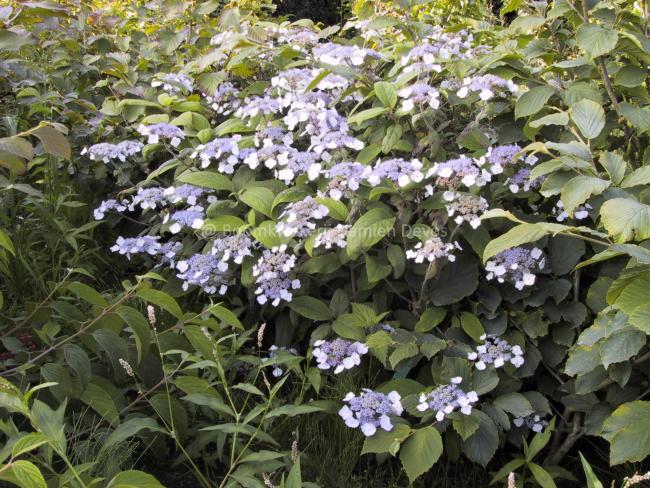 Hydrangea aspera 'Mauvette'