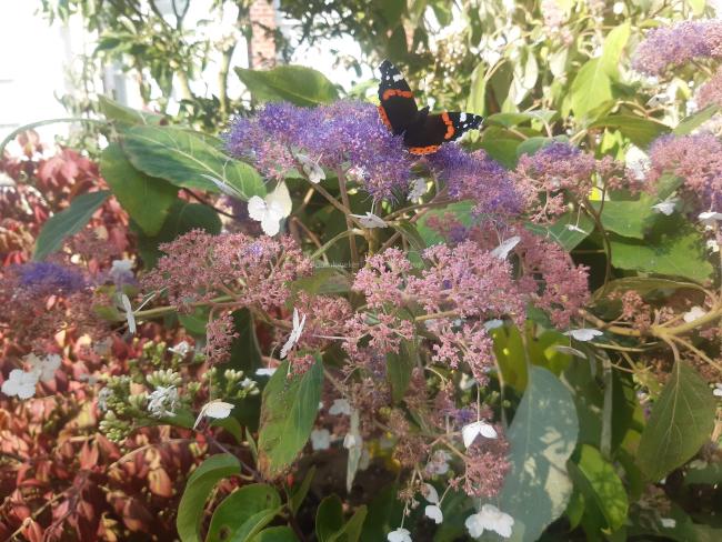 Hydrangea aspera 'Rowallane'