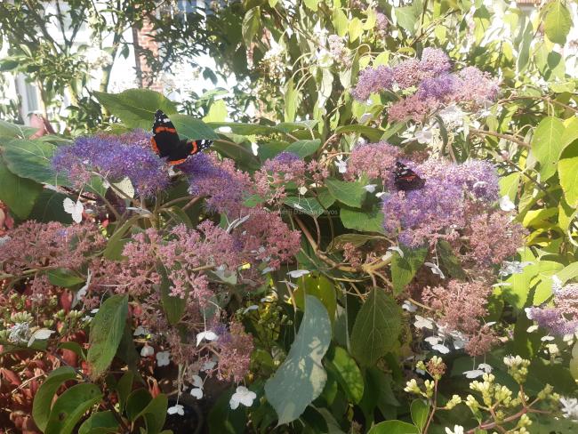 Hydrangea aspera 'Rowallane'