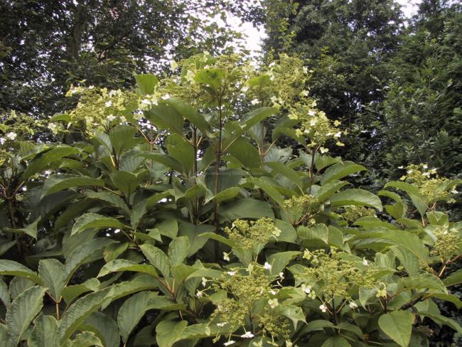 Hydrangea heteromalla 'Nepal Beauty'