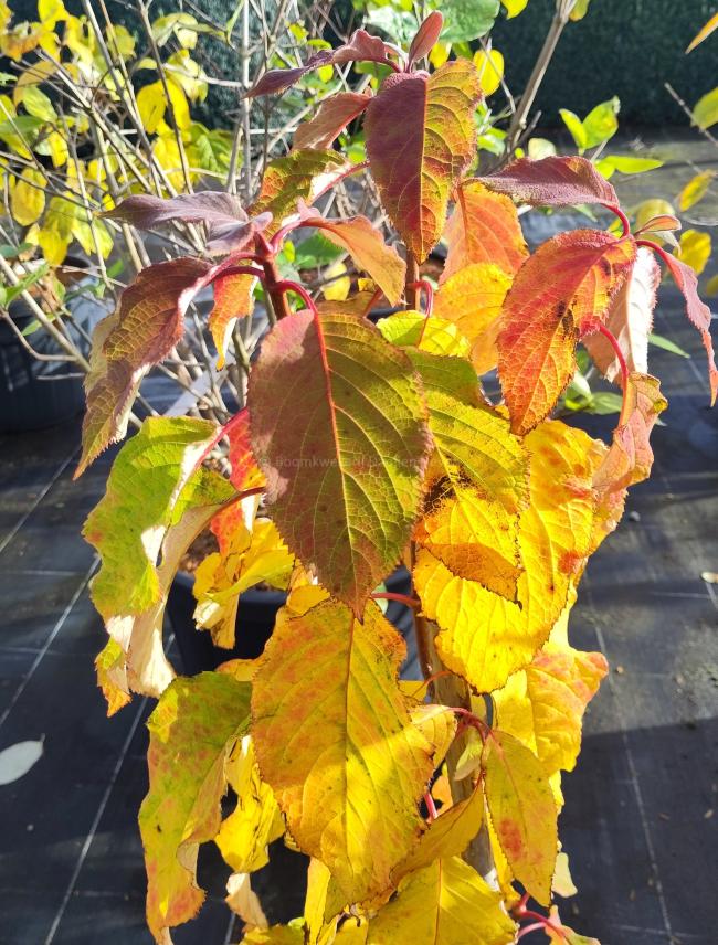 Hydrangea heteromalla xanthoneura
