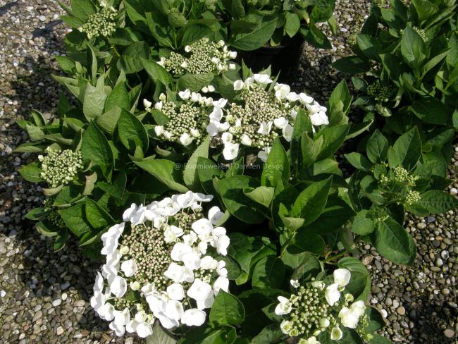 Hydrangea macrophylla 'Libelle' (= 'Teller White')
