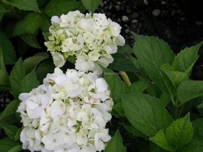 Hydrangea macrophylla 'Mme Emile Mouillère'