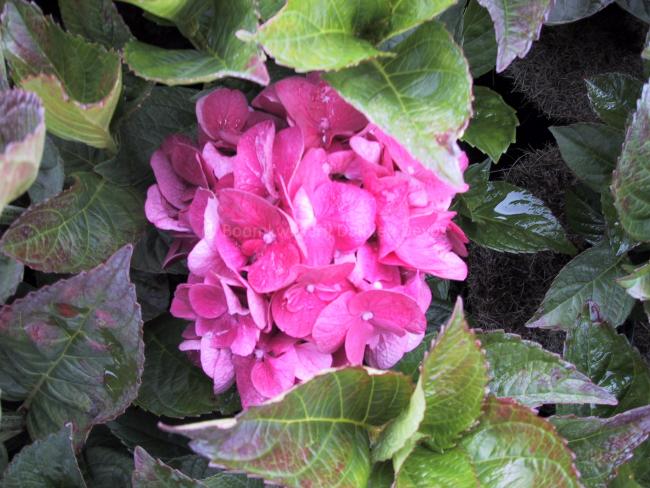 Hydrangea macrophylla 'Merveille Sanguine'