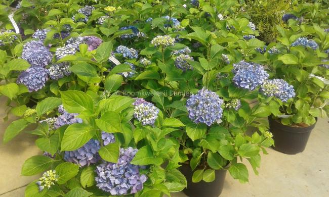 Hydrangea macrophylla 'Renate Steiniger'