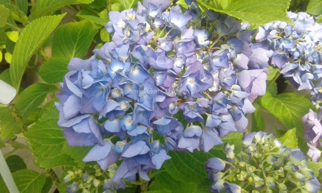 Hydrangea macrophylla 'Renate Steiniger'