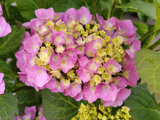 Hydrangea macrophylla 'Renate Steiniger'