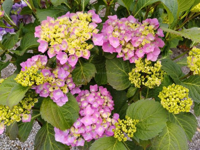 Hydrangea macrophylla 'Renate Steiniger'