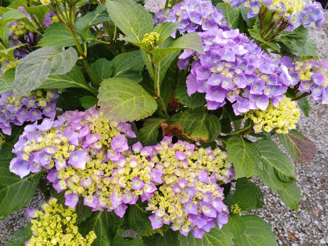 Hydrangea macrophylla 'Renate Steiniger'