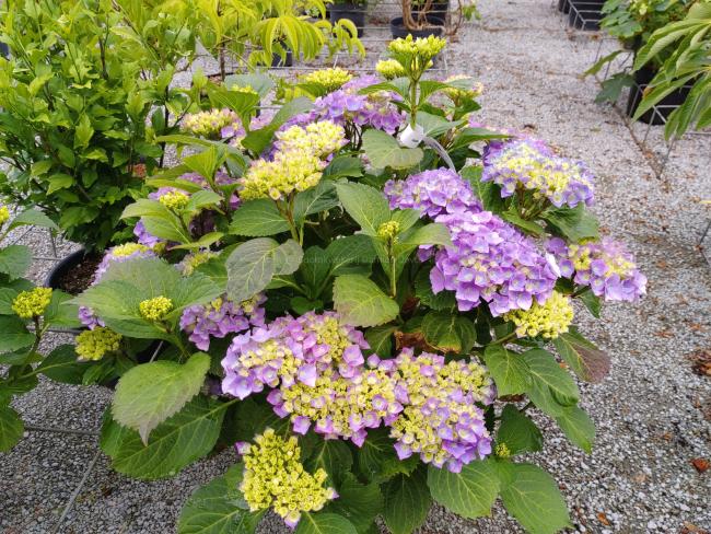Hydrangea macrophylla 'Renate Steiniger'