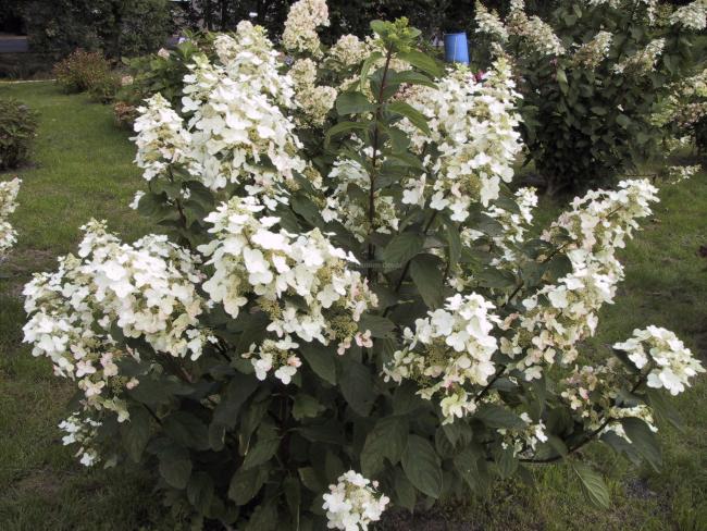 Hydrangea paniculata 'Burgundy Lace'
