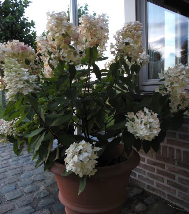Hydrangea paniculata 'Burgundy Lace'