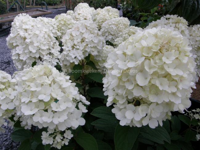 Hydrangea paniculata 'Bobo' ®