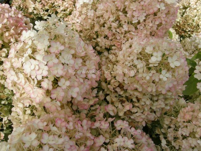 Hydrangea paniculata 'Bobo' ®