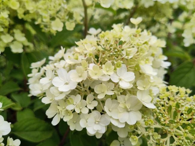 Hydrangea paniculata 'Bobo' ®