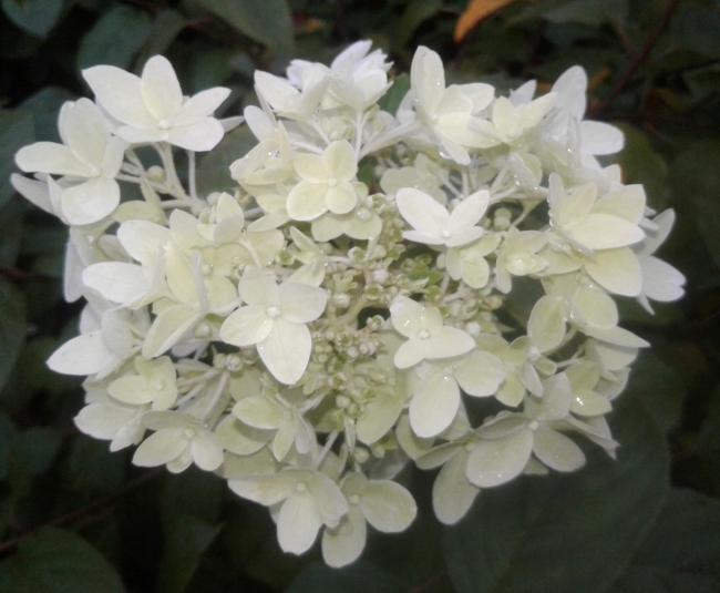 Hydrangea paniculata 'Dentelle de Gorron' ®