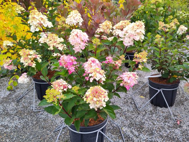 Hydrangea paniculata 'Framboisine' ®