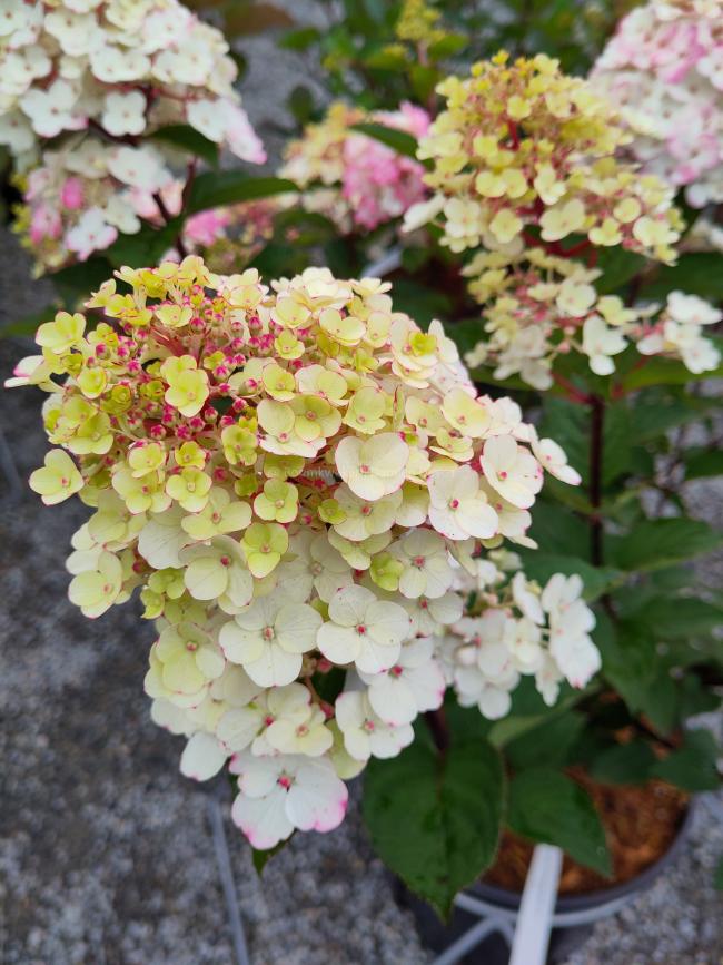 Hydrangea paniculata 'Framboisine' ®