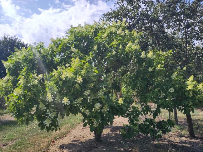 Hydrangea paniculata 'October Bride'