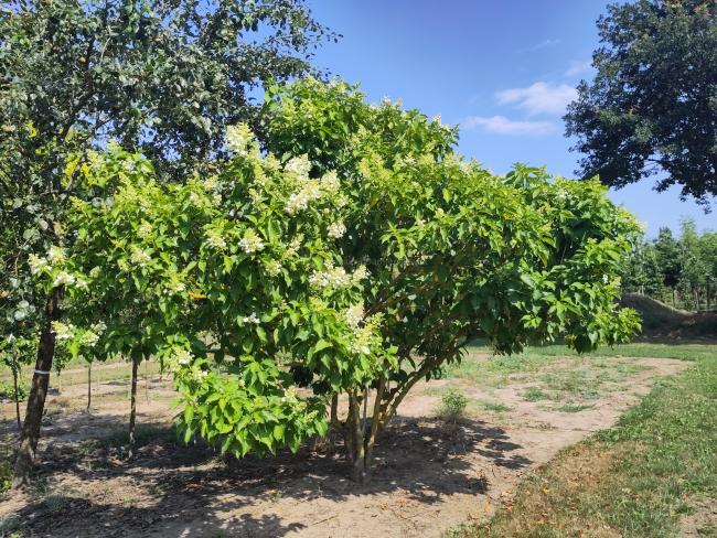 Hydrangea paniculata 'October Bride'
