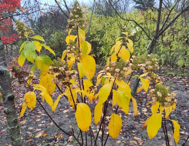 Hydrangea paniculata 'October Bride'