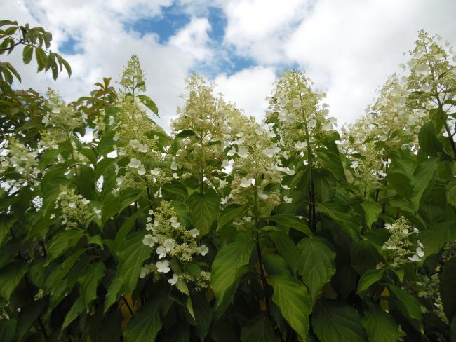 Hydrangea paniculata 'October Bride'