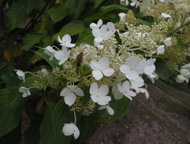 Hydrangea paniculata 'October Bride'