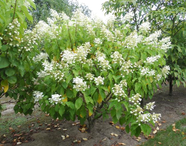 Hydrangea paniculata 'October Bride'