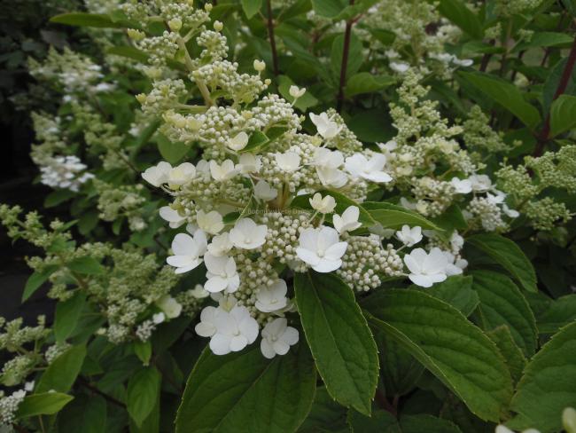 Hydrangea paniculata 'Pink Diamond'