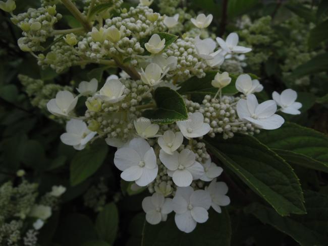 Hydrangea paniculata 'Pink Diamond'