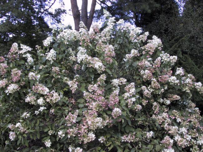 Hydrangea paniculata 'Pink Diamond'