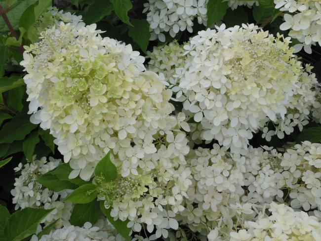 Hydrangea paniculata 'Phantom'