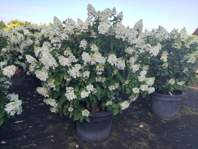 Hydrangea paniculata 'Pinky Winky' ®