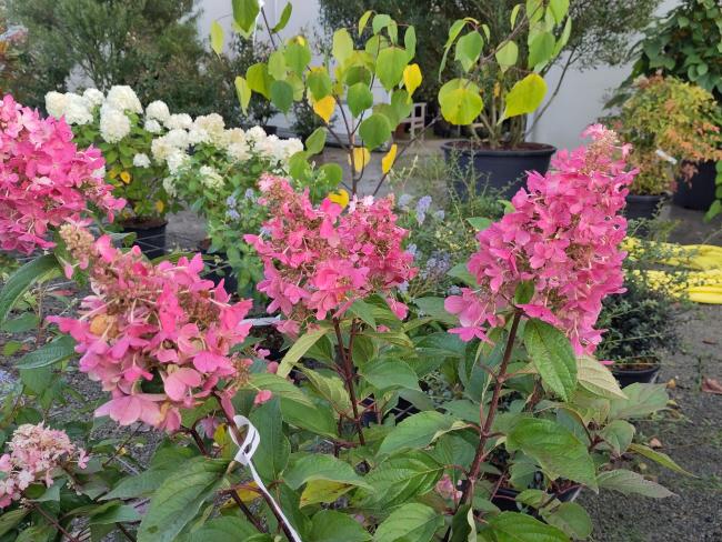 Hydrangea paniculata 'Pinky Winky' ®