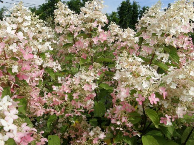 Hydrangea paniculata 'Ruby' (= 'Angel's Blush')